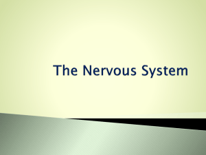 The Nervous System - Metcalfe.k12.ky.us