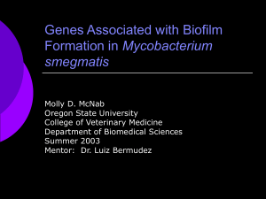 Biofilm Formation in Mycobacterium smegmatis