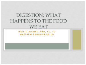 Digestion: What Happens to the Food We Eat