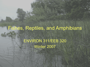 Fish, Reptiles and Amphibians