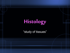 Histology - anatomyJV