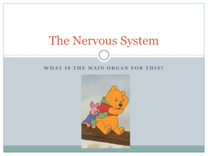 The Nervous System - Treynor Community Schools