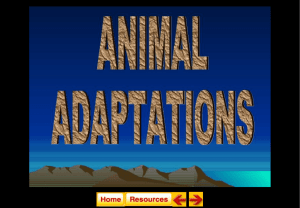 Animal Adaptation Notes