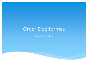 Order Elopiformes