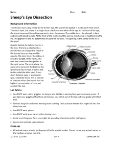 Sheep Eye Dissection Checklist