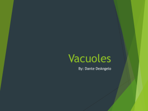 Vacuoles 1
