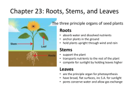 23.1 Plant Tissues Worksheet
