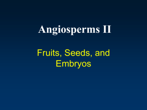Angiosperms II