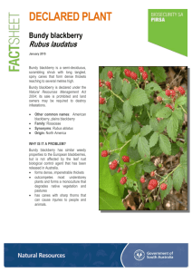 Bundy blackberry is a semi-deciduous, scrambling shrub with long