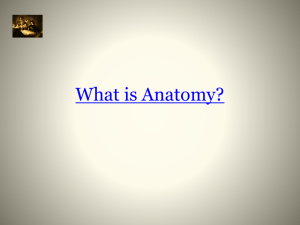What is Anatomy? - wpcsd.k12.ny.us