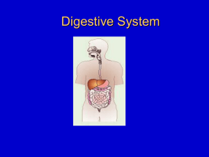 Lab 8: Digestive System
