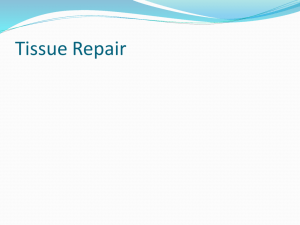 05. tissue repair 1