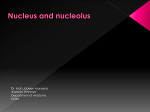Nucleus and Nucleolus Dr. Mahjabeen