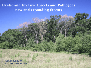 Exotic and Invasive Insects in Wisconsin*s Forests