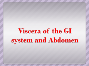 Viscera of the GI system and Abdomen