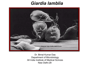 Giardia Infection - India Institute Of Medical Science