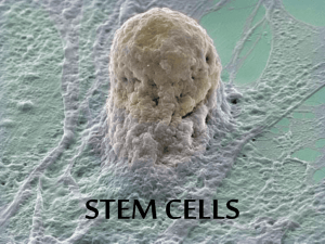 stem cells - Cloudfront.net
