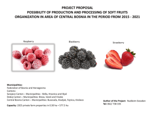 project proposal possibility of production and processing