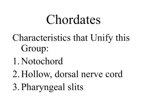 Chordates