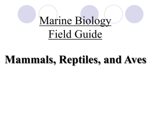 Marine Mammals, Reptiles, and Aves