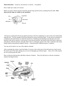 Mussel dissection – Geukensia, Brachidontes or Mytilus – live