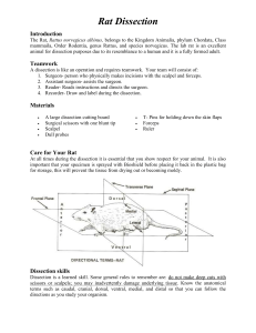 Rat Dissection Guide v2