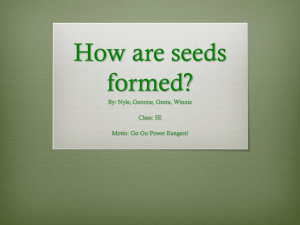 How do seeds form? - P5PlantDetectives