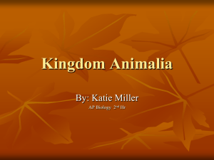 Kingdom Animalia - North High School
