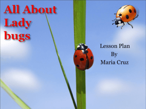 All About Ladybugs - Cal State LA