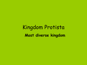 Kingdom Protista - Effingham County Schools