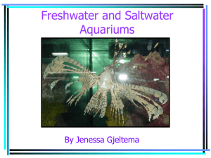 Fresh and Salt Water Aquariums