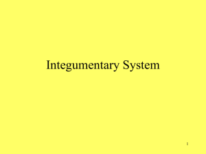 Integumentary System PPT - Effingham County Schools