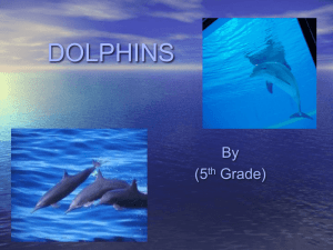 Dolphins Multimedia PowerPoint