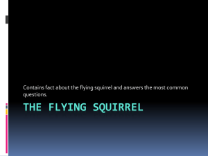 The flying squirrel