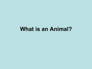 What is an Animal?