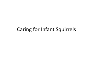 Caring for Squirrels! - WTC Supplemental Resources