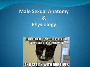 Male Sexual Anatomy & Physiology