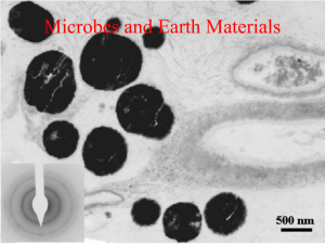 microbes and minerals