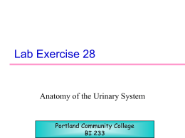kidney and nephron diagram key - Westgate Mennonite Collegiate