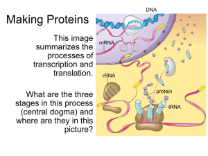 Protein Synthesis2