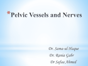 3- Pelvic vessels and nerves