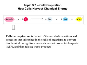 Topic 3.7 and Opt C Cell Respiration
