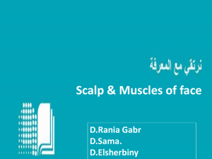 Scalp, Muscles of the face