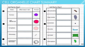 Cell Organelle chart summary