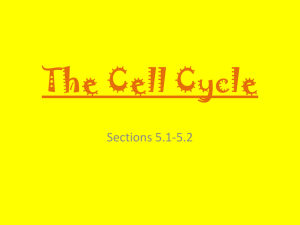 The Cell Cycle Notes