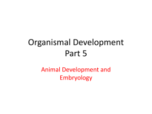 Organismal Development 2 PPT