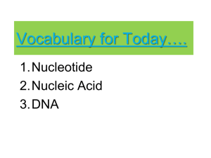Nucleotides: consist of a base, sugar & phosphate