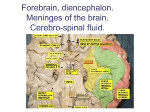 17 Forebrain, diencephalon. Menimges of the brain
