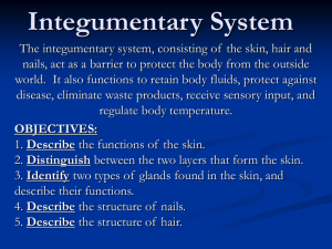 Integumentary System notes