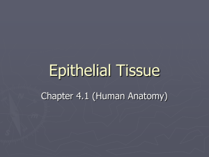 Epithelial Tissue